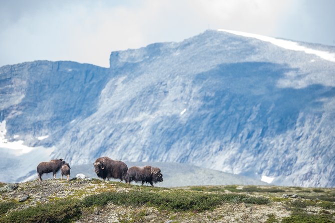 Musk ox Safari in Dovrefjell National Park, Oppdal Safari - What the guides add to the day