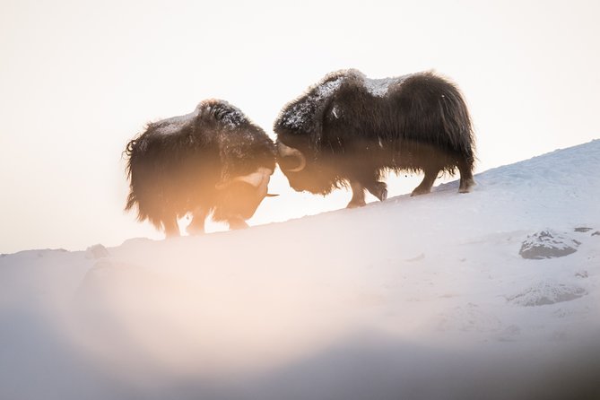 Musk ox Safari in Dovrefjell National Park, Oppdal Safari - Is $85.57 good value?