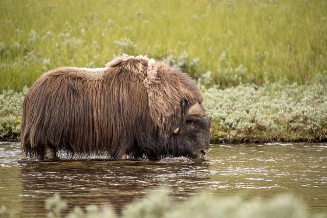 Musk ox Safari in Dovrefjell National Park, Oppdal Safari - Who should book this experience?