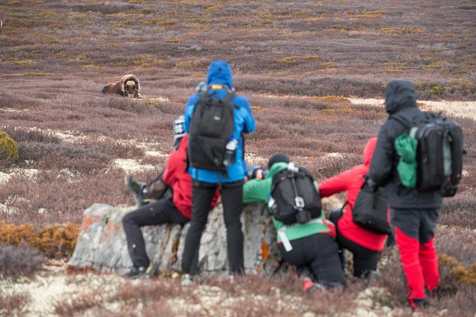 Musk ox Safari in Dovrefjell National Park, Oppdal Safari - Starting at Grønbakken with Oppdal Safari