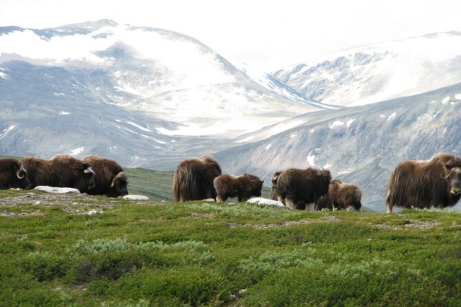 Muskox Safari from Hjerkinn | Dovre & Lesja Aktiv - What the 7 to 15 kilometer hike feels like