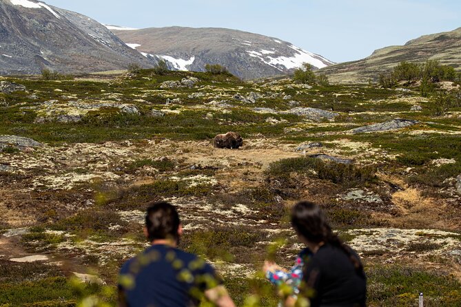 Muskox Safari from Hjerkinn | Dovre & Lesja Aktiv - Clothing that can make or break the day