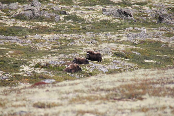 Muskox Safari from Hjerkinn | Dovre & Lesja Aktiv - The lunch break you need to plan yourself