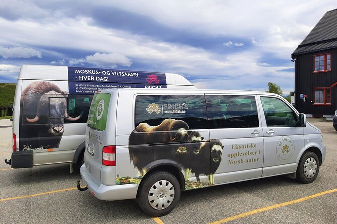 Muskox Safari from Hjerkinn | Dovre & Lesja Aktiv - The value of $65.99 per person