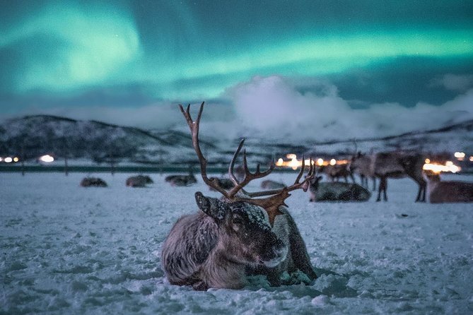 Night Reindeer Sledding with Camp Dinner and Chance of Northern Lights - Northern lights: a welcome bonus, not an aurora expedition