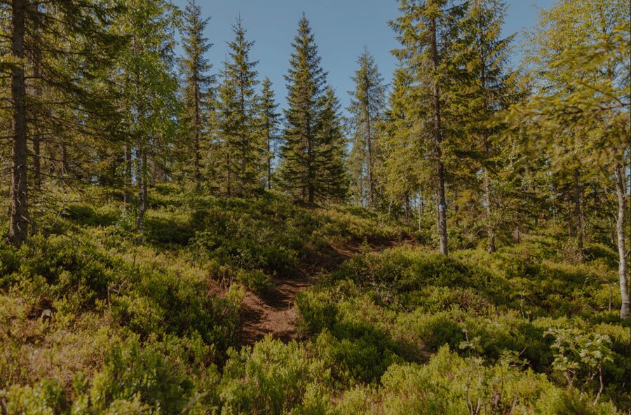 Oslo: Best View of the Oslofjord Hike - Why Vettakollen is worth the effort