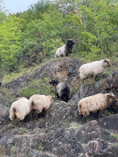 Oslo Island Walks: Island Hopping Tour - How much value do you get for $59?