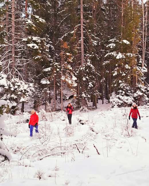 Oslo: Scenic Forest Hike with Dog & Local Guide - The 153-meter viewpoint and the best walking section
