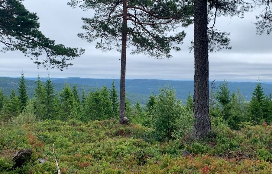 Oslo: Skjennungstoppen Wildlife Forest Hiking Tour - Key points to know before you book