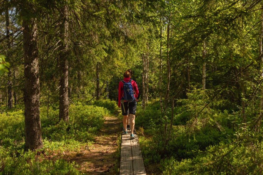 Oslo: Skjennungstoppen Wildlife Forest Hiking Tour - Who should book this hike
