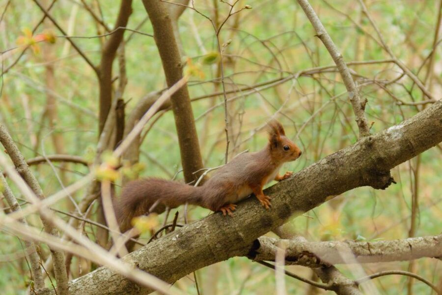 Oslo: Skjennungstoppen Wildlife Forest Hiking Tour - From Oslo Central Station to the forest