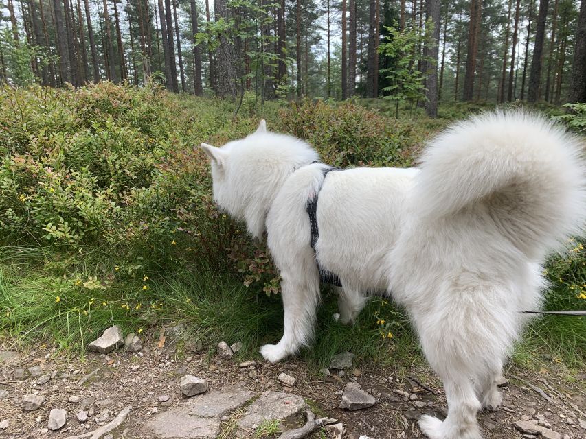 Oslo: Skjennungstoppen Wildlife Forest Hiking Tour - Coffee, waffles, and Norwegian cabin life