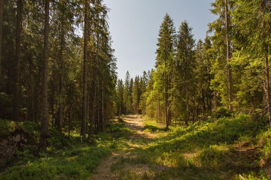 Oslo: The Spectacular Holmenkollen Walk - The uphill metro ride to Frognerseteren