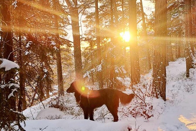 Oslo: Winter wonderland forest hike & campfire with a dog - The climb to Ingieråsen viewpoint