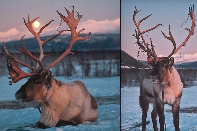 Overnight Stay with Reindeer Sledding & Feeding - Breakfast is better than dinner for many visitors