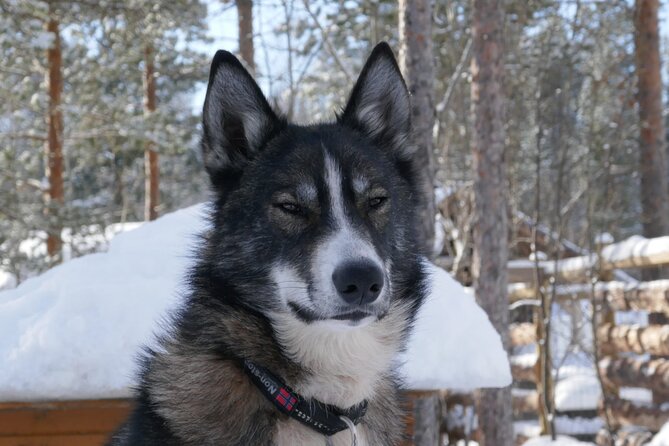 Privat sled trip with husky in the alta valley - Meeting the huskies at a small Alta kennel