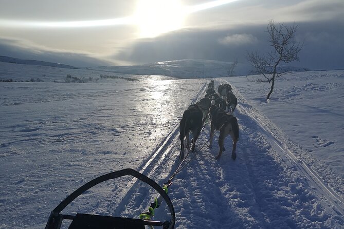 Privat sled trip with husky in the alta valley - Learning the sled before the Alta River route