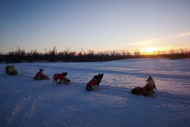 Privat sled trip with husky in the alta valley - Is $345.27 per person fair value?