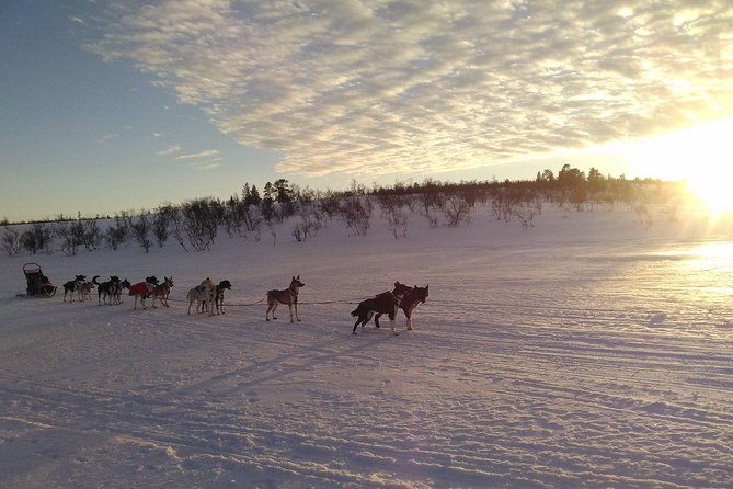 Privat sled trip with husky in the alta valley - Booking and cancellation details to keep in mind