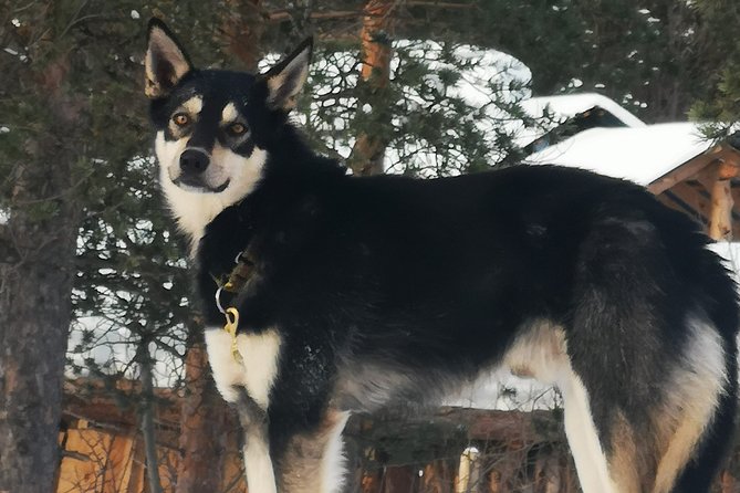Privat sled trip with husky in the alta valley - FAQ