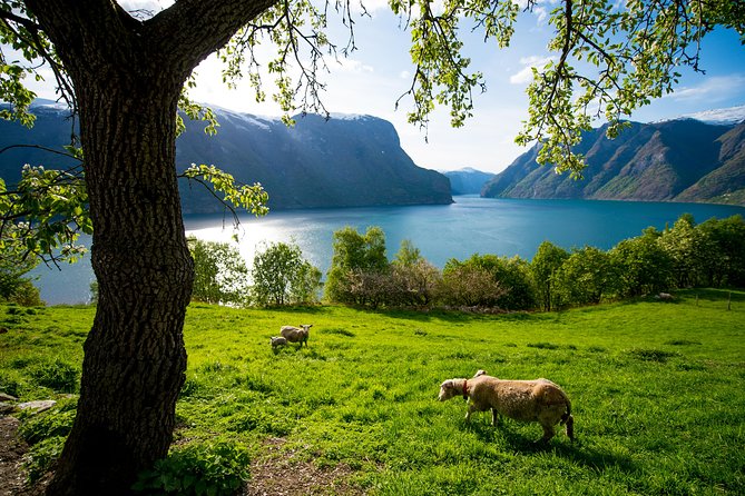 Private tour, Bergen to Oslo - Nærøyfjord Cruise & Flåm Railway - Is $1,109.89 per person a fair price?