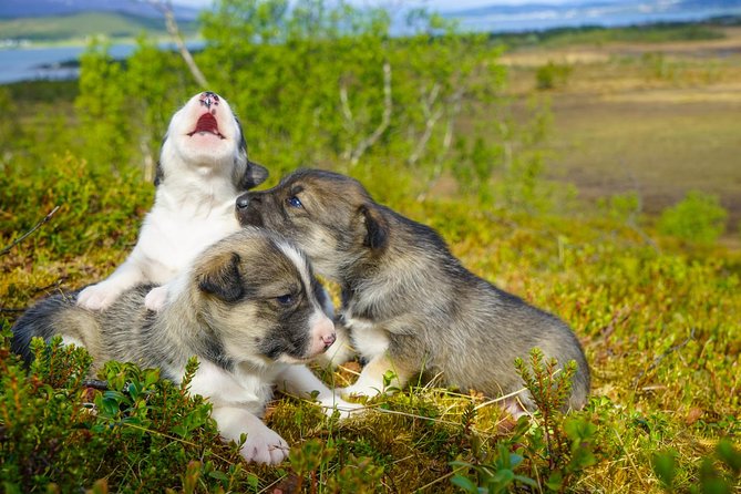 Puppy Training Experience at a Husky Farm in Tromso - Meeting the puppies at the farm