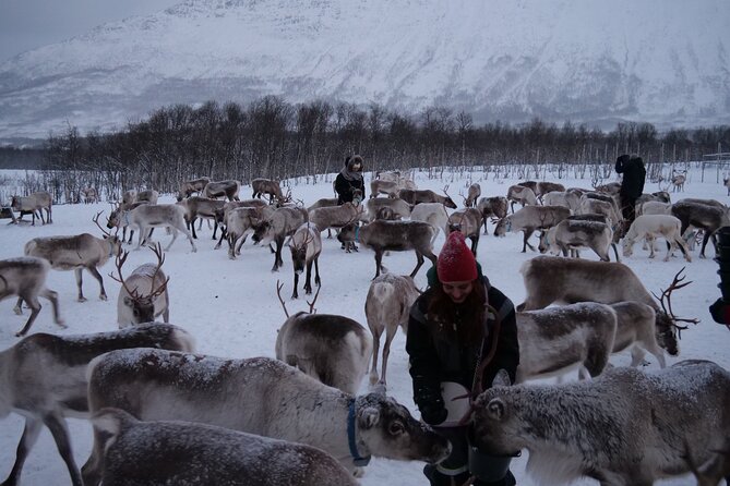 Reindeer Feeding and Sami Culture Afternoon Departure - Key points to know before you book