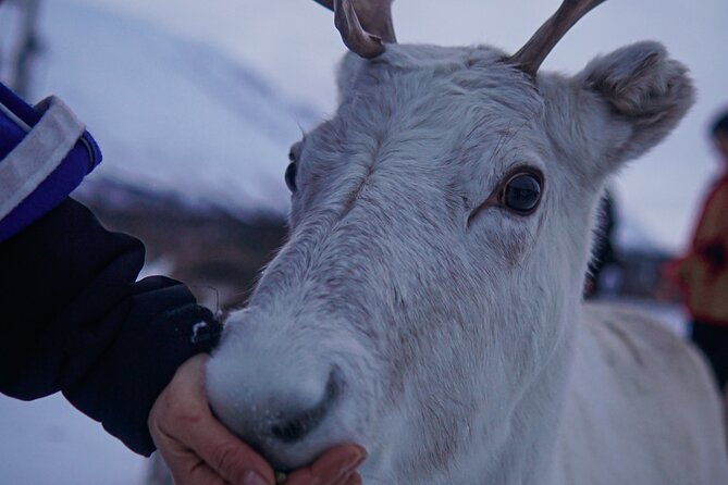 Reindeer Feeding and Sami Culture Afternoon Departure - Feeding reindeer in the Tromsø countryside