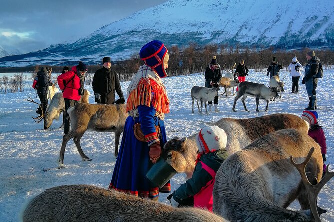 Reindeer Feeding and Sami Culture Afternoon Departure - How authentic does the Sámi experience feel?
