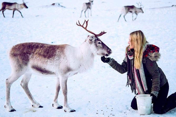 Reindeer Feeding and Sami Culture Including Lunch from Tromso - The short ride from Tromsø to the reindeer camp