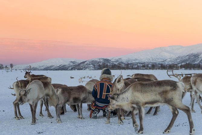 Reindeer Feeding and Sami Culture Including Lunch from Tromso - Lasso practice and the working side of reindeer herding
