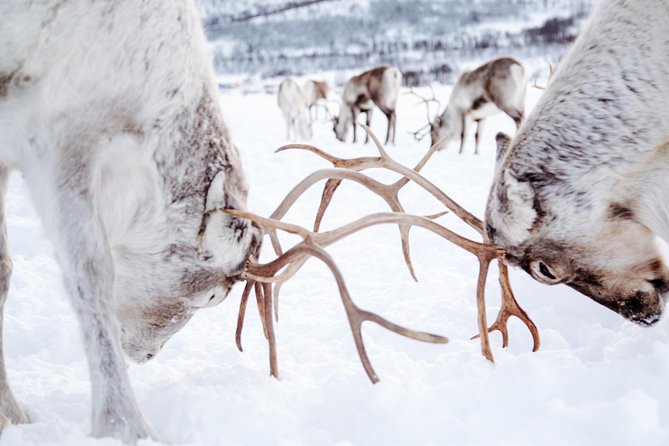 Reindeer Feeding and Sami Culture Including Lunch from Tromso - Sami storytelling, joik, and time for questions