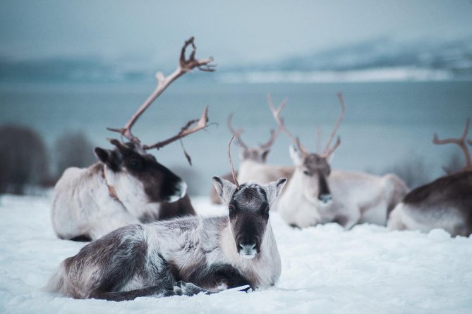 Reindeer Feeding and Sami Culture Including Lunch from Tromso - What to wear for the Arctic camp