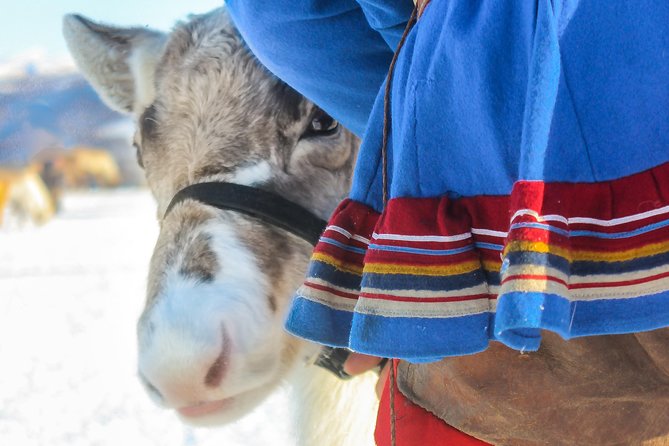 Reindeer Feeding and Sami Culture Including Lunch from Tromso - Feeding the herd of 300 reindeer