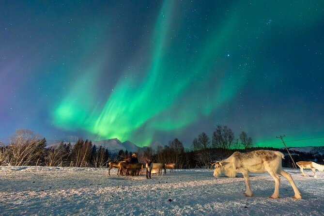 Reindeer Feeding and Sledding, Sami Storytelling Night Tour - Reindeer, sledding, and Sami stories in one evening