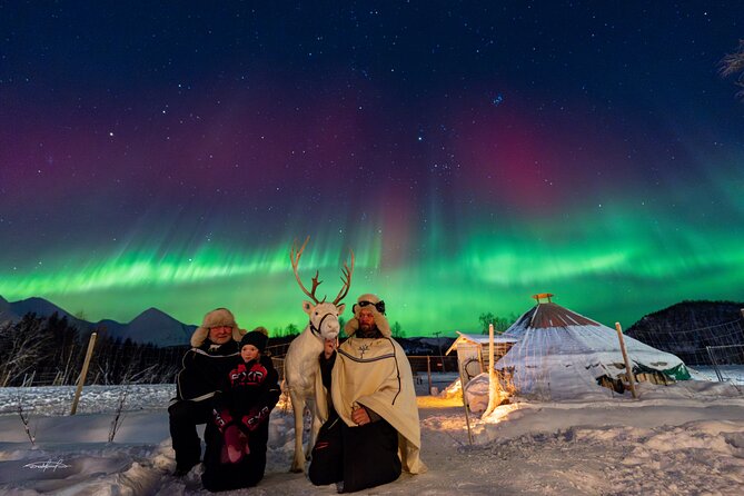 Reindeer Feeding and Sledding, Sami Storytelling Night Tour - What the short reindeer sled ride is really like