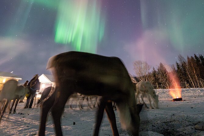 Reindeer Feeding and Sledding, Sami Storytelling Night Tour - The drive through Lavangsdalen and Balsfjord