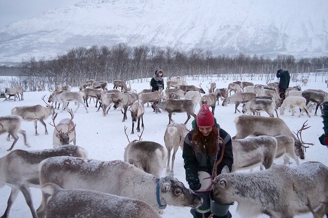 Reindeer feeding & Saami Culture - Reindeer stew and the midday meal