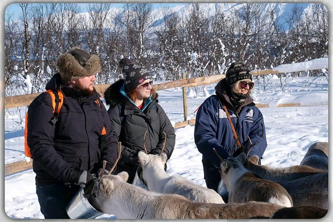 Reindeer feeding & Saami Culture - Who will enjoy this most?