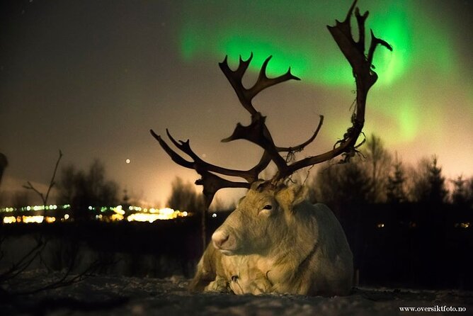 Reindeer feeding & Saami Culture with chance for Northern Lights - Feeding the reindeer among the herd