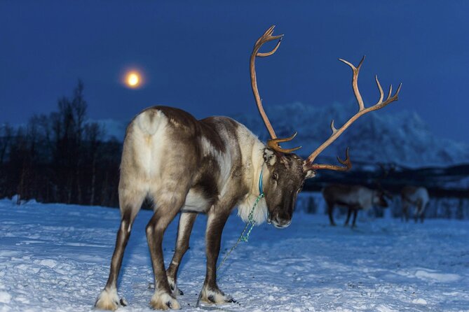 Reindeer feeding & Saami Culture with chance for Northern Lights - Hearing Sámi stories and Arctic survival skills
