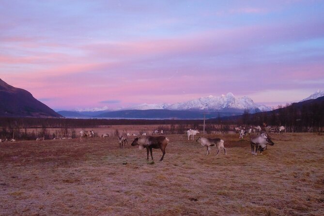 Reindeer feeding & Saami Culture with chance for Northern Lights - How the crowd affects the experience
