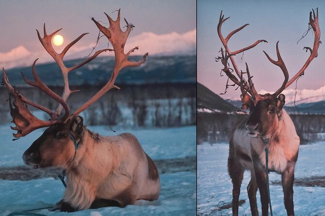 Reindeer feeding & Saami Culture with chance for Northern Lights - The ride from Tromsø and the 6 pm start