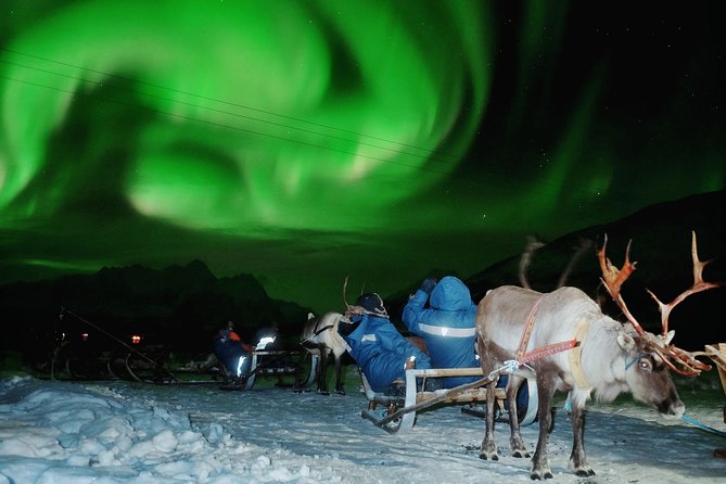 Reindeer Sledding and Feeding with Chance of Northern Lights Tromso - A reindeer evening beyond Tromso’s city lights