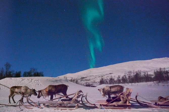 Reindeer Sledding and Feeding with Chance of Northern Lights Tromso - Watching for the Northern Lights at the camp
