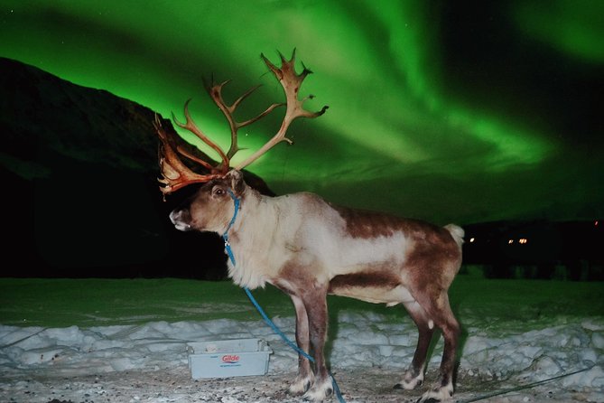 Reindeer Sledding and Feeding with Chance of Northern Lights Tromso - How the group size changes the experience