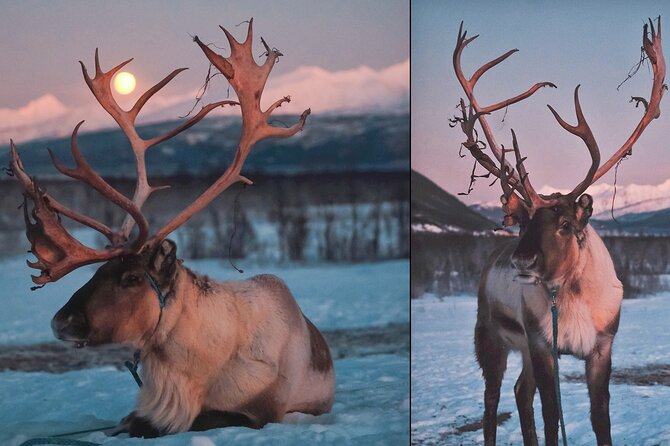 Reindeer Sledding and Feeding with Chance of Northern Lights Tromso - Who will enjoy this most