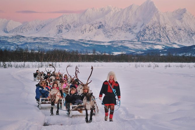 Reindeer Sledding and Feeding with Sami Culture in Tromso. - What the Tromsø Lapland day is really about