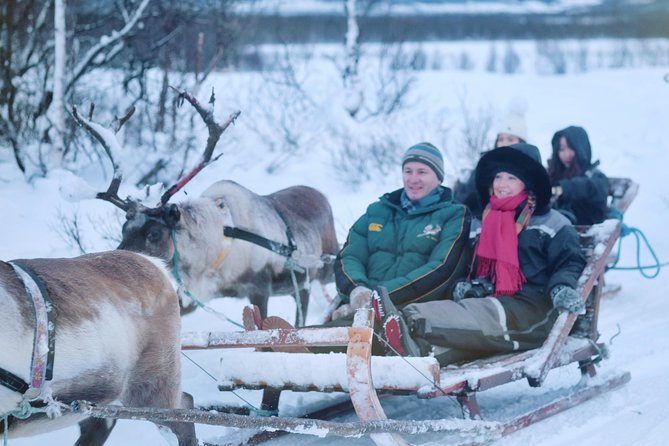 Reindeer Sledding and Feeding with Sami Culture in Tromso. - Feeding a herd of reindeer