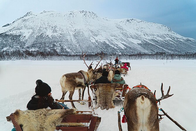 Reindeer Sledding and Feeding with Sami Culture in Tromso. - A short ride through the snow